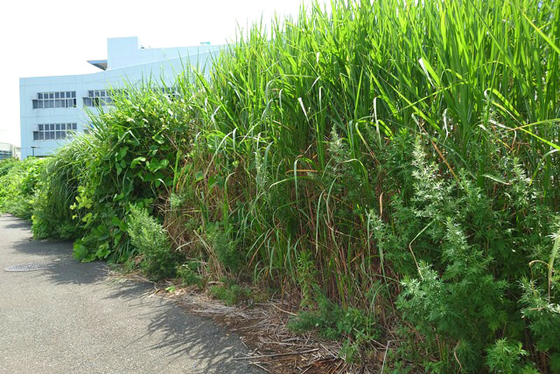 草刈り・樹木伐採・お庭のお手入れ